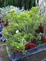 Crassulaceae-Crassula-ovata-Crassula-argentea-Crassula-portulacea-Arbre-de-Jade-Dollar-d-argent-Crassule-ovale-Plante-de-jade-Baobab-Africain.jpg