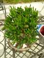 Crassulaceae-Crassula-ovata-Gollum-Arbre-de-Jade-Dollar-d-argent-Crassule-ovale-Plante-de-jade-Baobab-Africain.jpg
