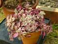 Crassulaceae-Crassula-pellucida-ssp.-marginalis-Crassule-diaphane.jpg