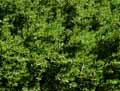 Crassula sarcocaulis