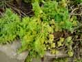 Crassulaceae-Crassula-sarcocaulis-Crassule-a-tige-epaisse.jpg