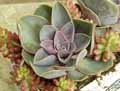 Echeveria Perle Von Nurnber