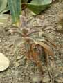 Echeveria fulgens