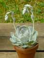 Echeveria secunda Glauca