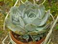 Echeveria secunda Glauca