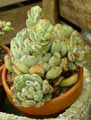 Echeveria setosa