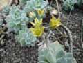 Echeveria sp.