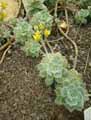 Echeveria sp.