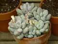 Crassulaceae-Graptopetalum-amethystinum-Graptopetalum.jpg