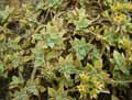 Crassulaceae-Graptopetalum-paraguayense-Graptopetalum.jpg