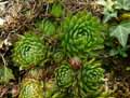 Jovibarba globifera