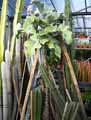 Kalanchoe beharensis