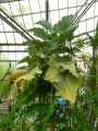 Kalanchoe beharensis
