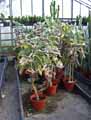 Kalanchoe beharensis