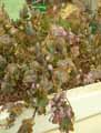 Kalanchoe marnieriana