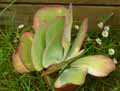 Kalanchoe thyrsiflora Fantastic