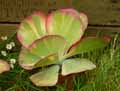 Kalanchoe thyrsiflora Fantastic