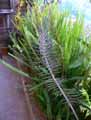 Kalanchoe tubiflora