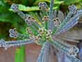 Kalanchoe tubiflora