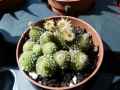 Monanthes polyphylla