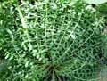 Rhodiola rosea