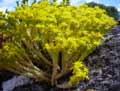 Sedum acris