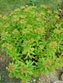 Sedum aizoon
