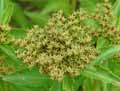 Sedum aizoon