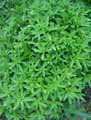 Sedum aizoon
