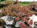 Sedum album