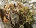 Sedum album