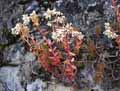 Sedum album