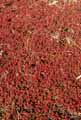 Sedum album