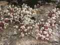 Sedum album