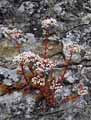 Sedum album
