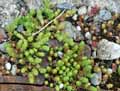 Sedum alpestre