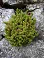 Sedum anglicum