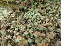Sedum dasyphyllum
