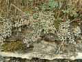 Sedum dasyphyllum