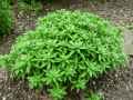 Sedum hirsutum