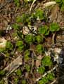 Sedum kamtschaticum