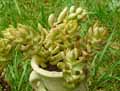 Sedum morganianum