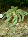 Sedum morganianum Burrito