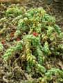 Sedum morganianum