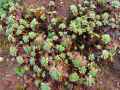 Sedum pachyclados