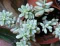 Sedum pachyphyllum