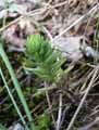 Sedum reflexum