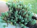 Sedum reflexum