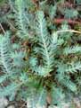 Sedum reflexum