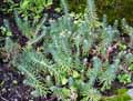 Sedum reflexum